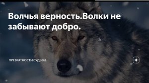 История из жизни " Волчья верность "