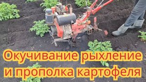 Окучивание, прополка, рыхление мотоблоком картофеля, мотоблоком за один проход.