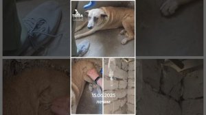 15.06.25 лечим животных