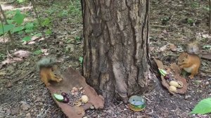 Рыжик грызёт кедряшки, а другая белка таскает орехи из кормушки