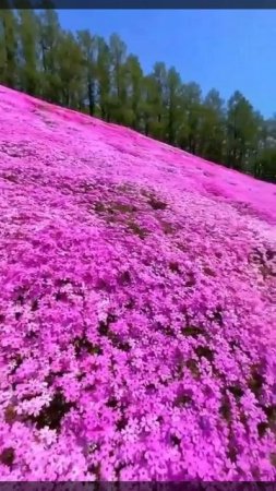 😍 Парк Хигашимокото Шибазакура на японском острове Хоккайдо