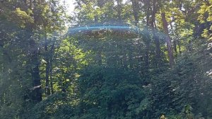 Вывезли пчёл на горную липу Уральских гор.