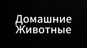 Домашние животные #ЕвгенийВихрицкий #коуч #психология #животные #отношения #психология #мир #россия