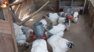 Куры Брама с лохматыми лапами прекрасные несушки (12)