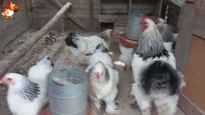 Куры Брама с лохматыми лапами прекрасные несушки (11)