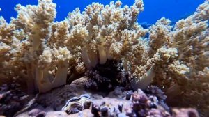 Красивые рыбки под водой в море. Жизнь под водой