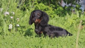 Шерлок Холмс из Страны Грёз