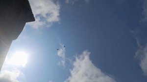 Николаевские голуби последние молодые пискуны