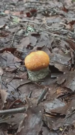 Когда дорога на рыбалку ведет через лес 🍄