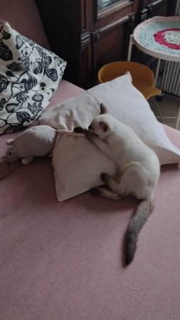 Тайский котенок