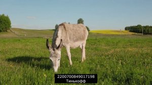 очередной коллекторский сброд