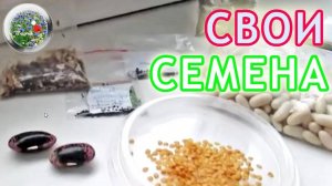 Свои семена. Небольшой обзор