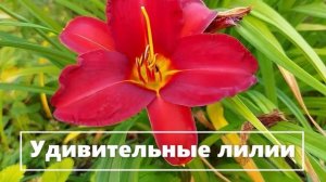 КРАСОТА ЦВЕТОВ (2)