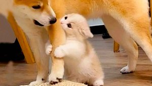 ✅Самые смешные животные ▶ Приколы с котами и собаками🔥