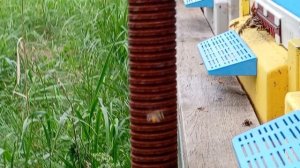 Обзор работы пчёл на доннике. Июнь 2025 г.