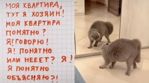 у кота серьёзный разговор с самим собой😄