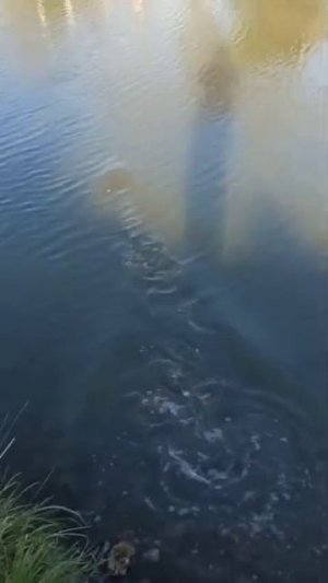 мормышинг!