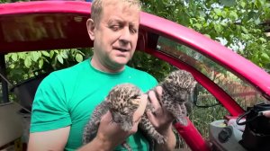 РОДИЛИСЬ! Первый осмотр! Котят ЛЕОПАРДА выкармливает мать,вмешательство человека сейчас не требуется