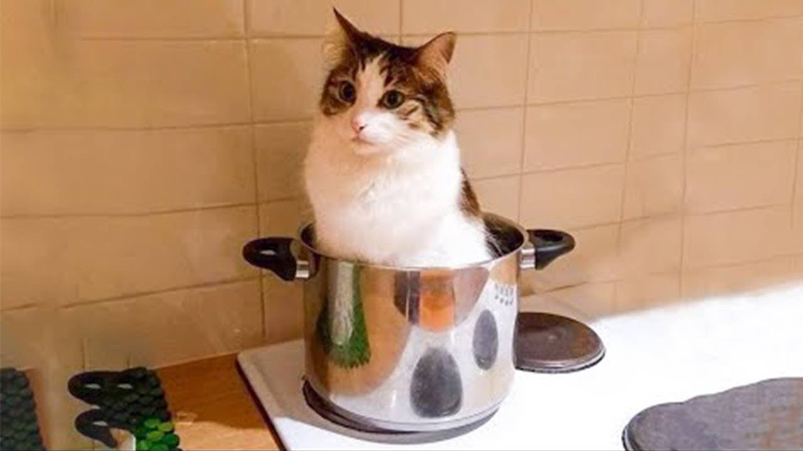 Приколы с котами! Смешные коты - Самые смешные животные С ОЗВУЧКОЙ! Ржака!!