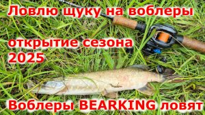 Отлично половил щуку на воблеры Bearking. Твичинг крупных воблеров минноу с кастинговой снастью.