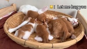 Родители котят оставили их на попечение щенка и кролика (2025 год) (uu)