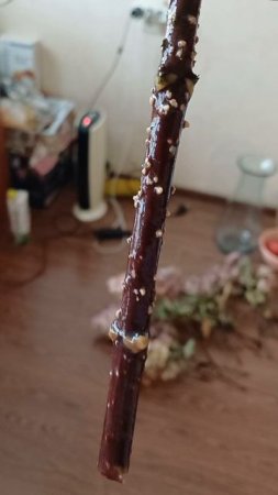 Корни гортензии