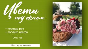 Посадка роз и цветов под окном 2023 год. Высоцкая Ксения