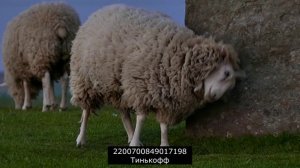 Троллинг ПКБ на 5 баллов