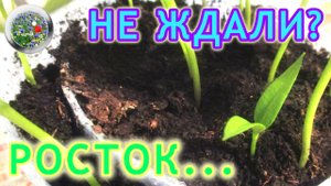 Не ждали запоздалый росток? Как правильно поступить?