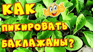 Рассада баклажанов. Пикировка баклажанов в бумажные стаканчики
