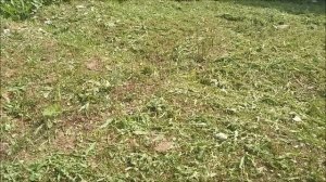 Цветы в июне, дверь на чердак,подкорректировала виноград, делаю пол в ограде