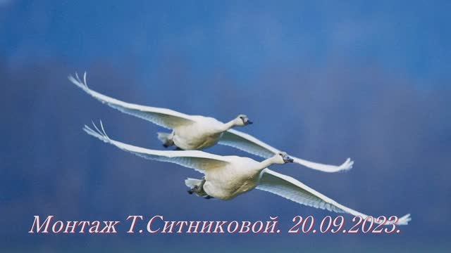 ГЕННАДИЙ КАМЕННЫЙ - ГУСИ-ЛЕБЕДИ ЛЕТЯТ - Монтаж Татьяны Ситниковой