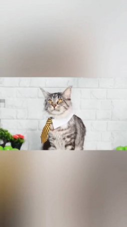 Где еда? Я готов!