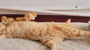 Кошки, кролики, собаки и группа непослушных цыплят (2025 год) (uu)