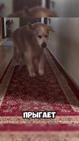 Милота дня🥰 #милота #юмор #тренды  #shortvideo #shorts #video #животные #собака #мем #дослез #2025