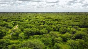 Как сажают деревья в Африке.mp4