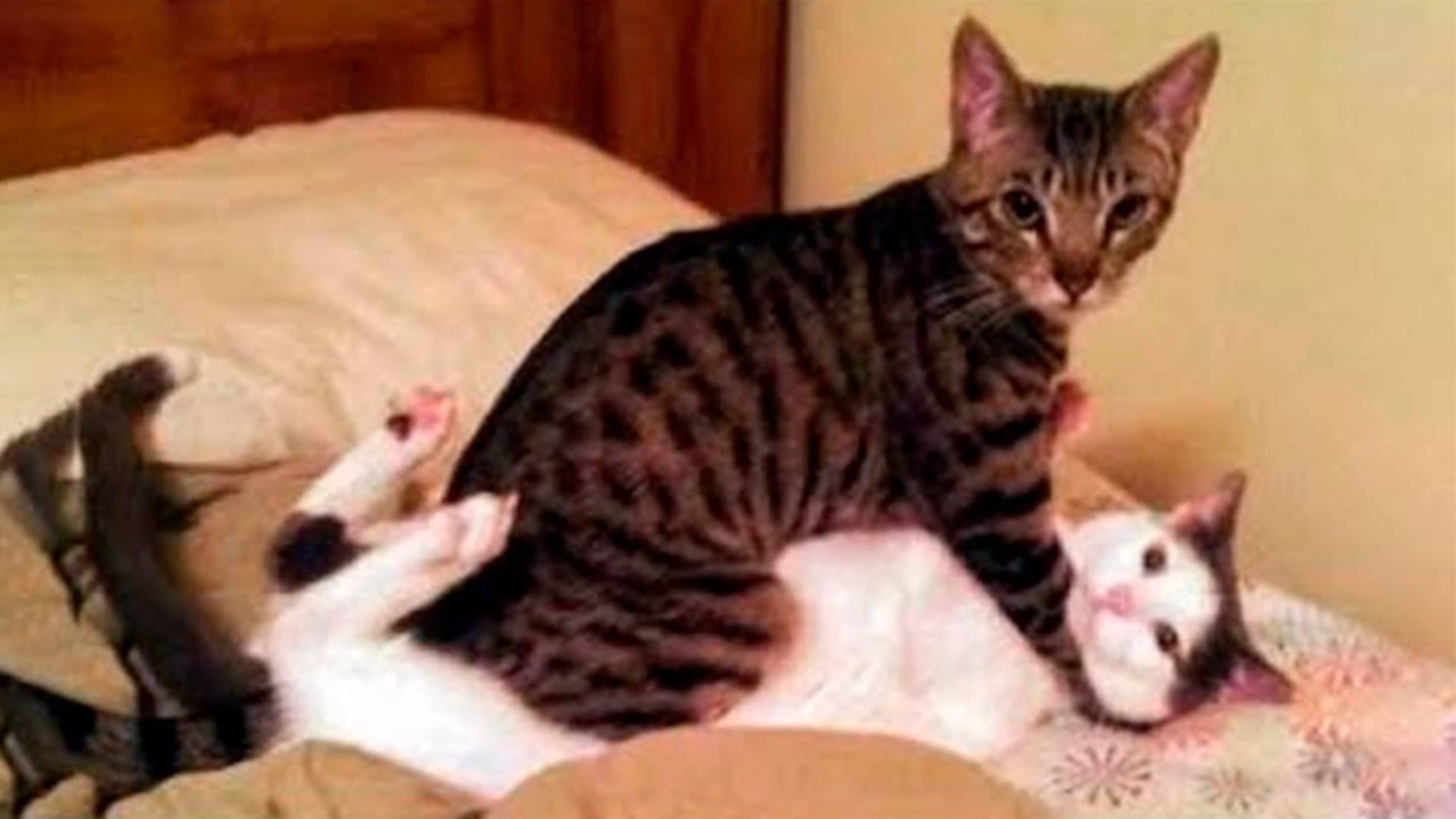 Приколы с котами! Смешные коты - Самые смешные животные С ОЗВУЧКОЙ! Ржака!!