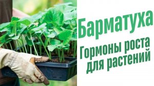 Гормоны роста для растений.