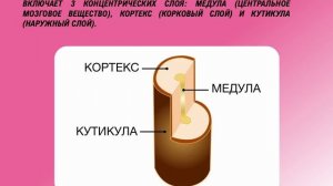 строение волос