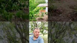 🌴На Юг, где Фрукты на деревьях растут! пос. Рассвет Староминской район.Виктор Саликов.Переезд на Юг