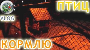 VLOG кормлю птиц