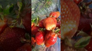 Ранний урожайный сорт клубники "Априка" ксд