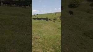 Жизнь на абердинской ферме в июне