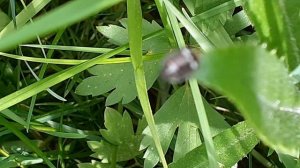 клоп рапсовый (Еurydema oleracea)