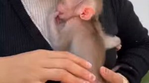 Baby monkey : - А мне вообще всё это не нравится.. 1000013396.mp4