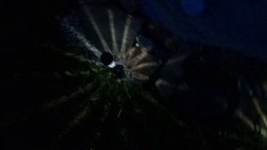 Природа. Игрушки. Котята. Обращение к неравнодушным людям г.Подольска.