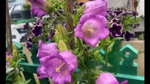 Очень красивый колокольчик 15-06-2025