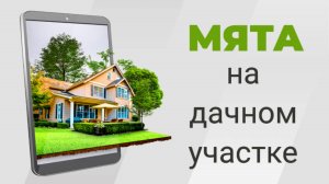 Сделали зону для чайных трав / Очумелые