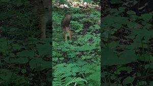 Павловск. 14.06.25.