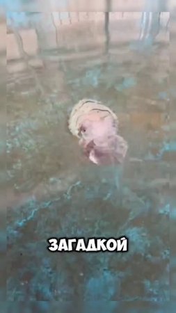 Приручил монстра #shortvideo #shorts #video #монстр #животные #каракатица #япония #юмор #развлечения